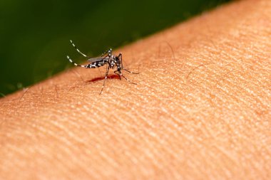 Yumuşak odak sivrisinekler insanların kan emme vardır
