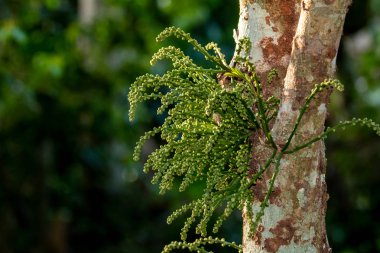 Yong Longkong çiçek bahçesinde ağaç üzerinde
