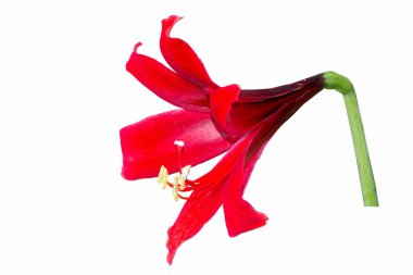 Hippeastrum çiçek yollar ile beyaz arka plan üzerinde.