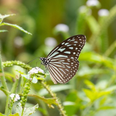 Doğal zemin üzerine bir çiçek kelebek.