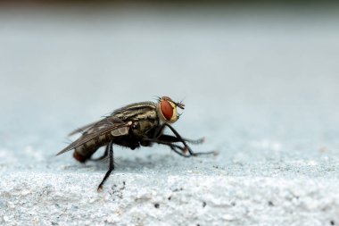 göz sinekler doğa arka plan üzerinde kapatın.