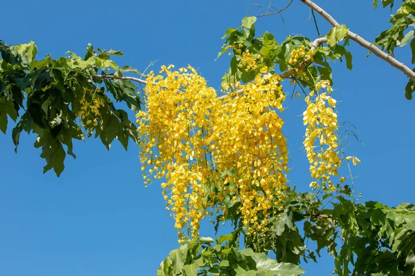 Golden Flower Branch Blue Sky Background — Stock Photo, Image
