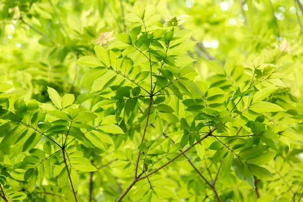 Foglie Rami Sulla Luce Del Sole Offuscata Bokeh — Foto Stock