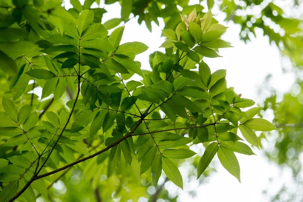Zelené Listy Větve Bílé Obloze — Stock fotografie