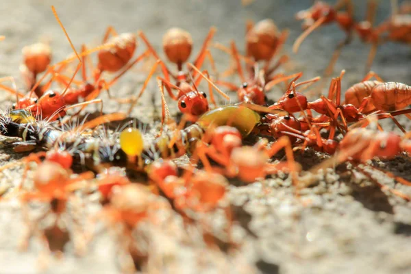 Primer Plano Hormiga Roja Comiendo Gusano Fondo Del Día — Foto de Stock