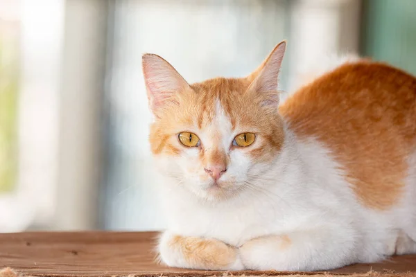 Close Van Kat Van Gezicht Achtergrond — Stockfoto