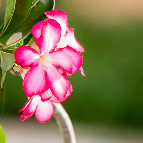 Floral Deserto Rosa Flor Fundo — Fotografia de Stock