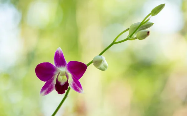 Şube Arka Plan Üzerinde Orkide Çiçek — Stok fotoğraf