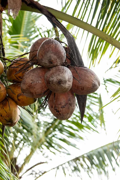 Skupina Kokosu Strom Thajsku — Stock fotografie
