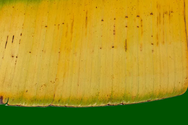 Gelbes Bananenblatt Auf Grünem Hintergrund Mit Wegen — Stockfoto