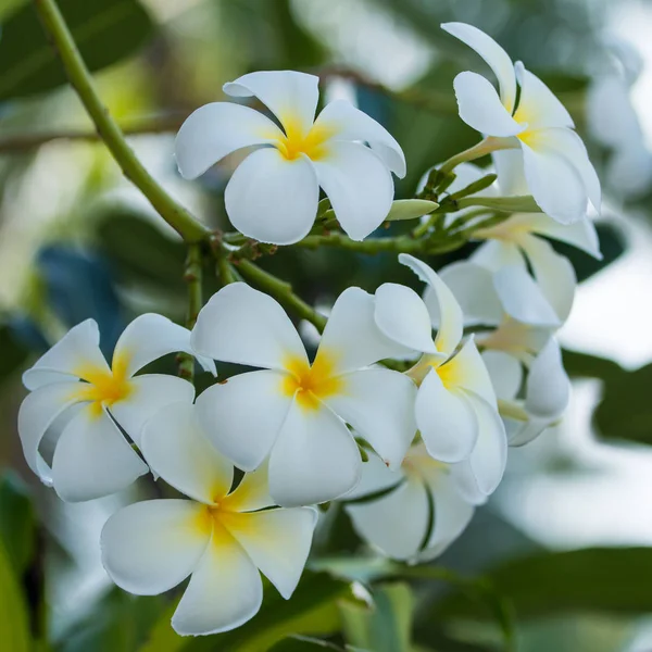 Grupo Flores Plumeria Fondo Del Jardín Matutino —  Fotos de Stock
