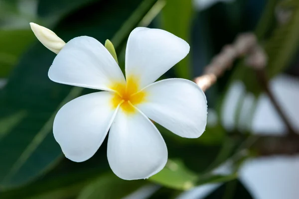 Grupo Flores Plumeria Fondo Del Jardín Matutino —  Fotos de Stock