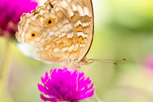 Cubierta Mariposa Sobre Flor Sobre Fondo Natural — Foto de Stock