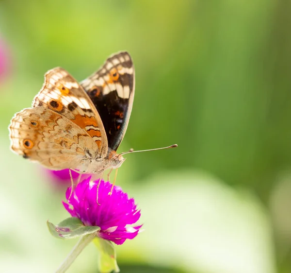 Schmetterlingsdecke Auf Blume Und Natürlichem Hintergrund — Stockfoto