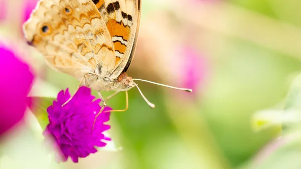 蝴蝶盖在花和在自然背景上 — 图库照片