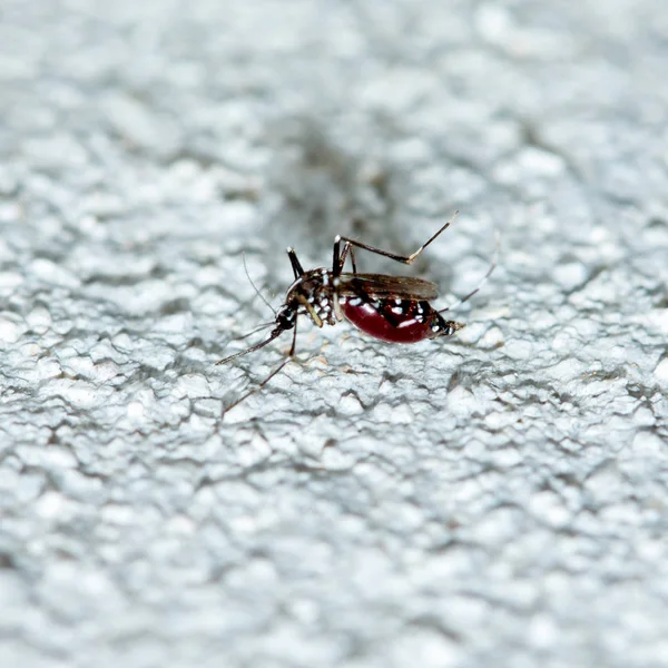 Foco Suave Mosquitos Sobre Fondo Pared — Foto de Stock