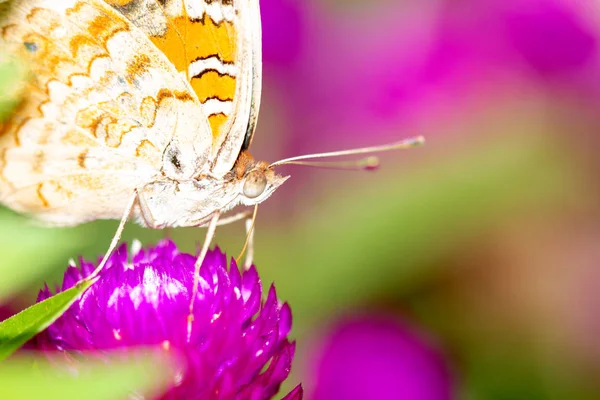 Capa Borboleta Flor Fundo Natural — Fotografia de Stock