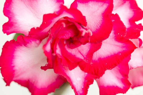 Primer Plano Desierto Rosa Flor Fondo — Foto de Stock