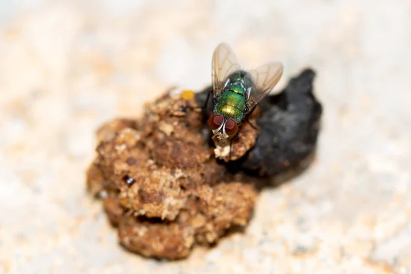 Nära Håll Ögat Flugor Natur Botten — Stockfoto