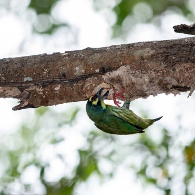 Bir yuva kurmak için Kızıl başlı ağaçkakan kuşu delme dal.