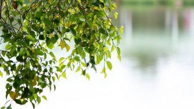 Gündüz vasıl yaprakları dalları geçmiş
