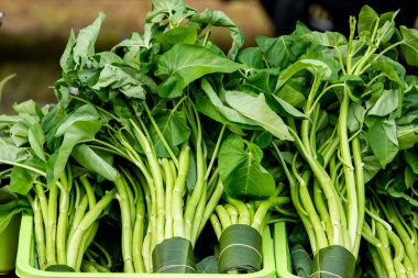 Morning glory içinde belgili tanımlık çarşı.