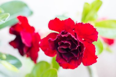 Çöl gülü veya açelya çiçek ağaç arka plan üzerinde.