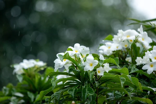 Белые Цветы Дождь Утреннее Время — стоковое фото