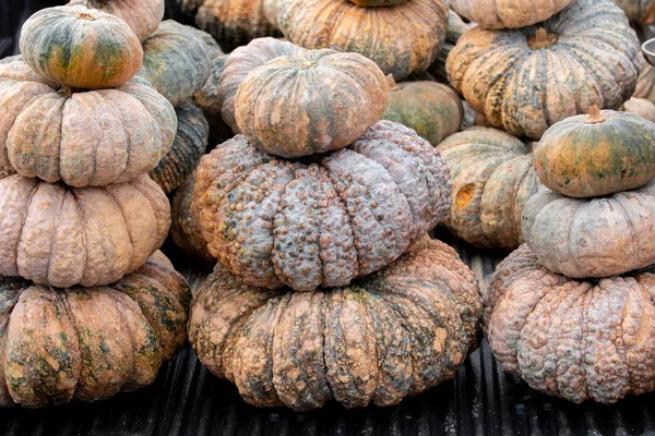 Group Pumpkin Market Thailand — Stock Photo, Image