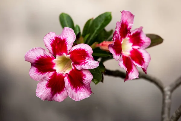 砂漠のバラの花背景 — ストック写真