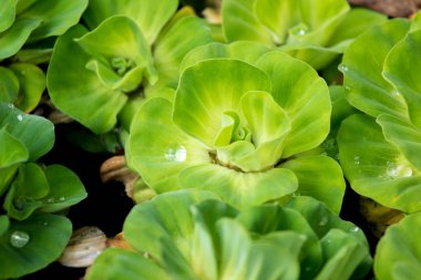 Desen arka plan ve doku için kadar birçok yeşil su Lettuec veya Pistia stratiotes su kapatın.