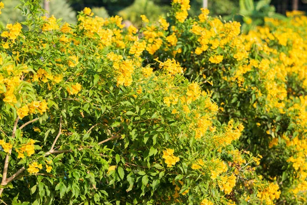Yellow Elder Yellow Trumpetbush Flower Thailand Afternoon Time — Stock Photo, Image