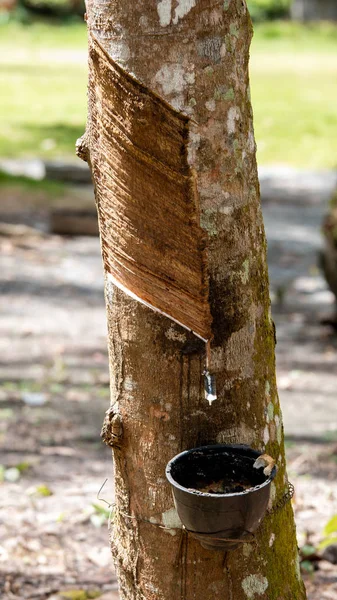 从橡胶树中提取的乳胶作为天然橡胶的来源 — 图库照片