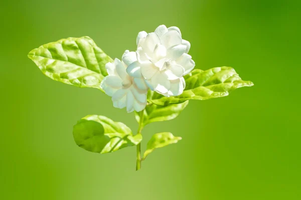 Close Jasmine Flower Green Background — Stock Photo, Image
