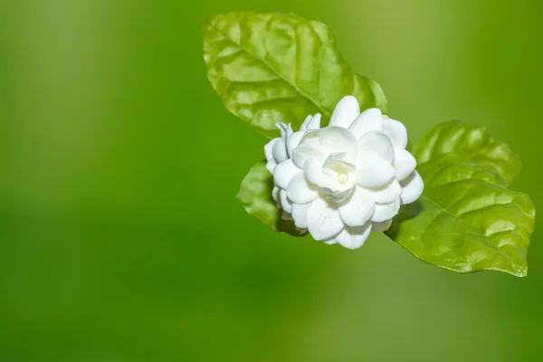 Närbild Jasmin Blomma Trädgård — Stockfoto