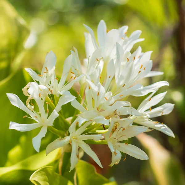 Flor Blanca Árbol Mañana —  Fotos de Stock