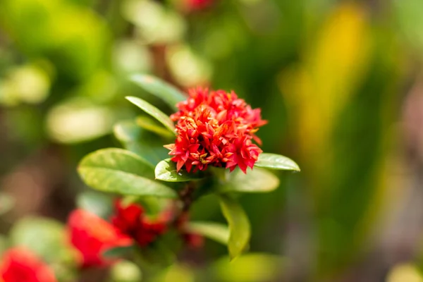 Red Flower Ixora Flower Natural Background — Stock Photo, Image