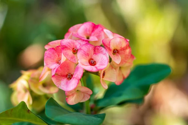 Dikenli Nın Diken Çiçek Taç — Stok fotoğraf