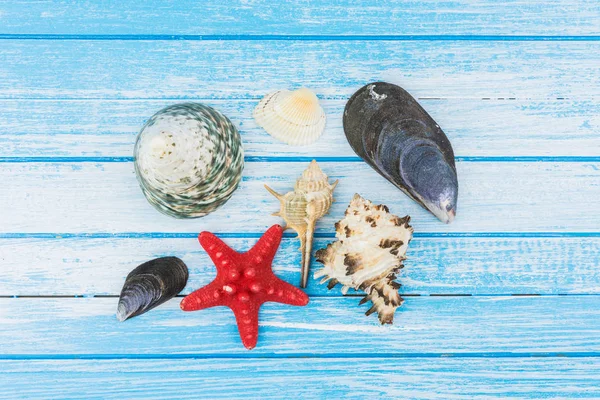 Sea Shells Decorations And Sea Star On Blue And White Painted  Wood Background High Contrast Summer Concept Top Angle