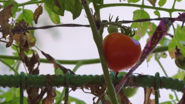 Powolne Ruchy Boczne Świeżych Pomidorów Czerwone Wiszące Rośliny Ogrodzie Słoneczny — Wideo stockowe
