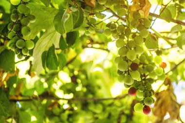 Güneşli bir günde asma yaprakları ve yumuşak odak bir sürü asılı üzüm meyve