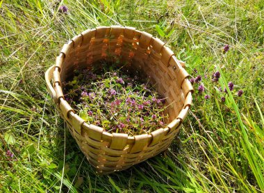 Çiçek açması kekik güneşli gün çayır üzerinde bir sepet içinde. Thymus serpyllum bitki bitkisel çay için.