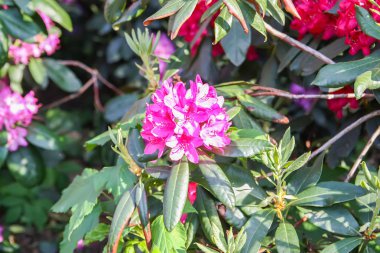 Rhododendron bitkisi bahar parkında açan güzel kokulu çiçekler..