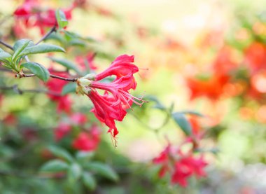 Rhododendron bitkisi bahar parkında açan güzel kokulu çiçekler..