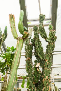 Green cactuses growing in greenhouse. Exotic plants. Summer nature details.