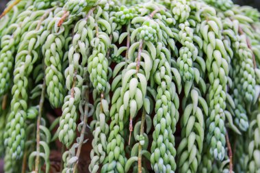 Sedum morganianum. Exotic plant of family Crassulaceae. Growing in southern Mexico.