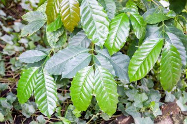 Tropikal yapraklar doğal arkaplan. Egzotik bitkiler. Yaz doğası detayları.