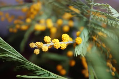 Mimosa sarı çiçekleri ve yeşil yaprakları.