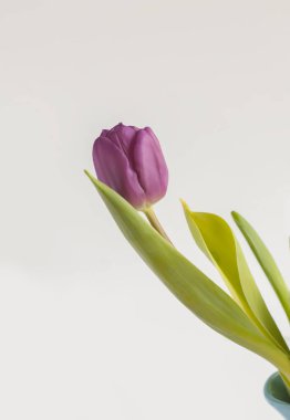 Bir buket bahar mor lale çiçeği..