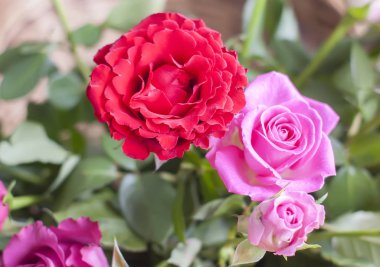 Hasır sepetin içinde güzel güller.